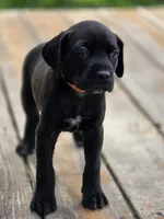 Brianna, a female Black Mouth Cur and German Shorthaired Pointer for sale in Spokane Valley, WA – 3 of 8