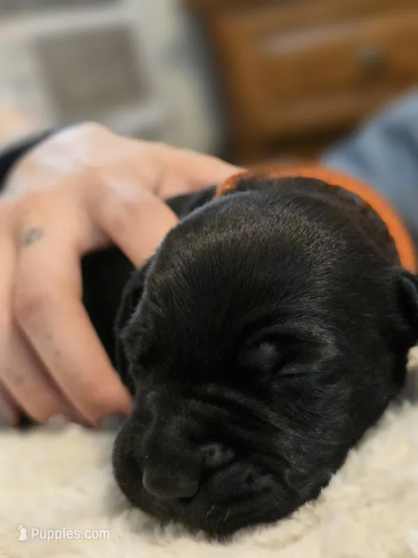 Brianna – Black Mouth Cur, German Shorthaired Pointer puppy for sale in Spokane Valley, WA