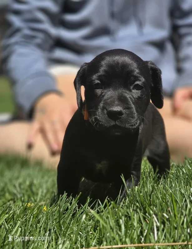 Brianna – Black Mouth Cur, German Shorthaired Pointer puppy for sale in Spokane Valley, WA