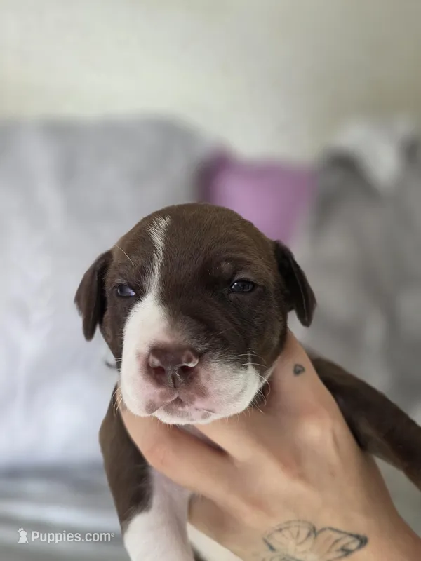 Jocasta – Black Mouth Cur, German Shorthaired Pointer puppy for sale in Spokane Valley, WA