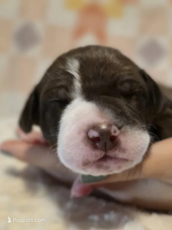 Jocasta – Black Mouth Cur, German Shorthaired Pointer puppy for sale in Spokane Valley, WA