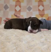 Jocasta, a female Black Mouth Cur and German Shorthaired Pointer for sale in Spokane Valley, WA – Photo 2 of 3