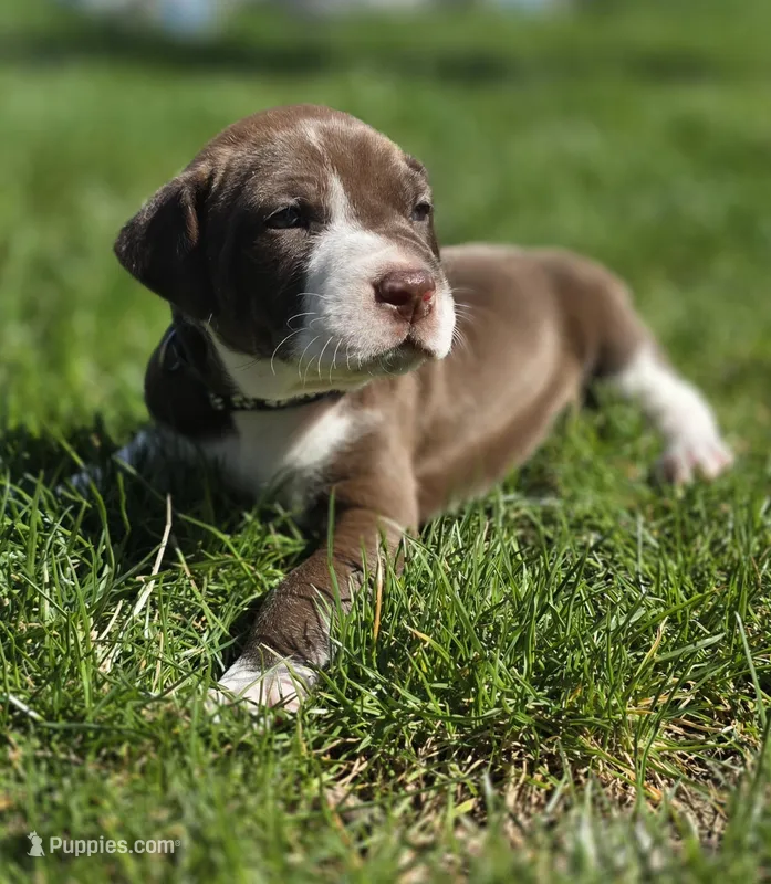 Jocasta – Black Mouth Cur, German Shorthaired Pointer puppy for sale in Spokane Valley, WA