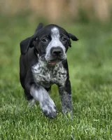 Claire, a female German Shorthaired Pointer for sale in Spokane Valley, WA – 8 of 8