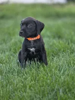 Brianna, a female Black Mouth Cur and German Shorthaired Pointer for sale in Spokane Valley, WA – 4 of 8