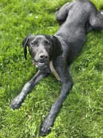 Shelby, a female German Shorthaired Pointer for sale in Spokane Valley, WA – 5 of 7