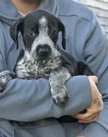 Claire, a female Black Mouth Cur and German Shorthaired Pointer for sale in Spokane Valley, WA – 3 of 4