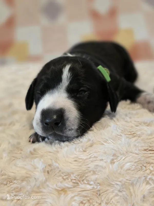 Murtagh  – Black Mouth Cur, German Shorthaired Pointer puppy for sale in Spokane Valley, WA