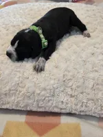 Murtagh , a male Black Mouth Cur and German Shorthaired Pointer for sale in Spokane Valley, WA – Photo 3 of 3