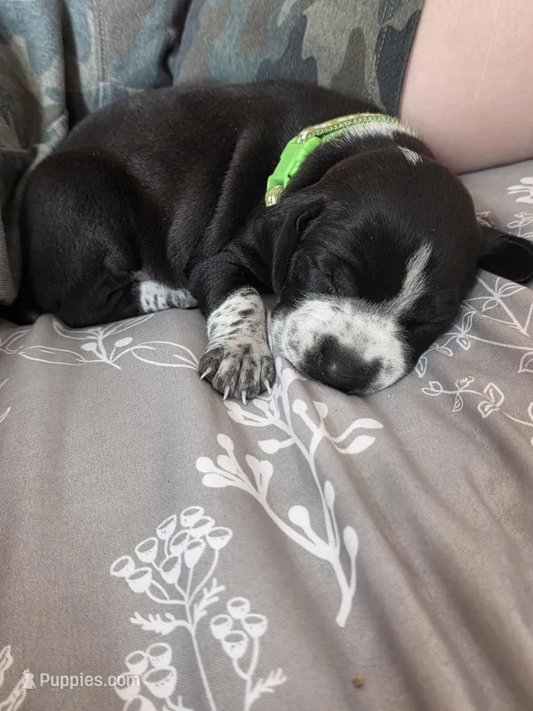 Murtagh  – Black Mouth Cur, German Shorthaired Pointer puppy for sale in Spokane Valley, WA