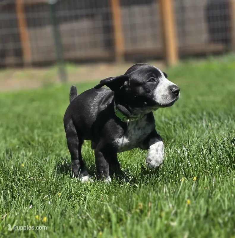 Murtagh  – Black Mouth Cur, German Shorthaired Pointer puppy for sale in Spokane Valley, WA