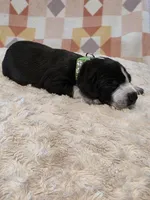 Murtagh , a male Black Mouth Cur and German Shorthaired Pointer for sale in Spokane Valley, WA – Photo 2 of 3