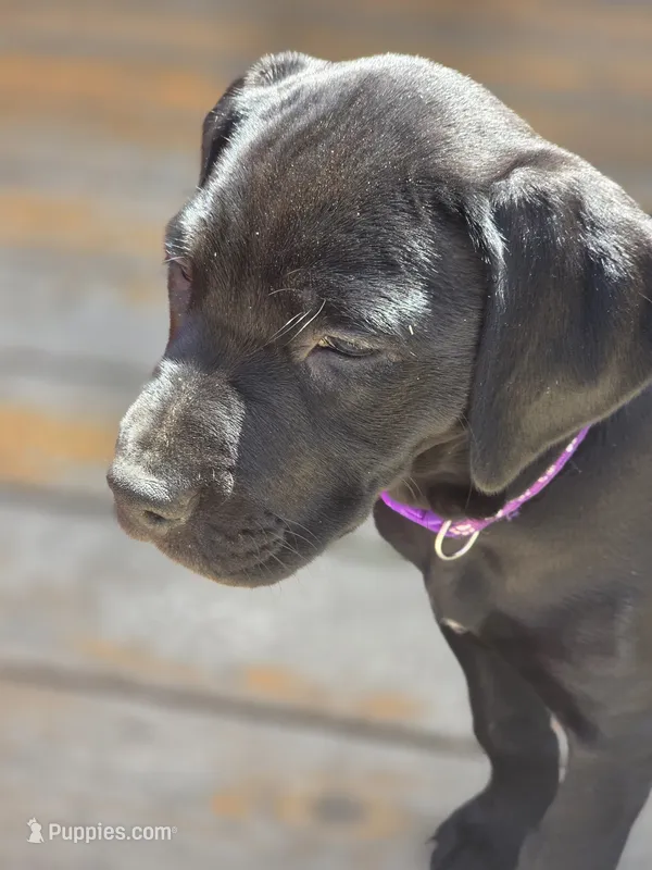 Geillis – German Shorthaired Pointer puppy for sale in Spokane Valley, WA