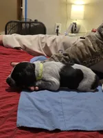 Miles, a male German Shorthaired Pointer for sale in Spokane Valley, WA – Photo 3 of 3