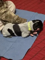 Miles, a male German Shorthaired Pointer for sale in Spokane Valley, WA – Photo 2 of 3