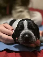 Miles, a male German Shorthaired Pointer for sale in Spokane Valley, WA – Photo 1 of 3