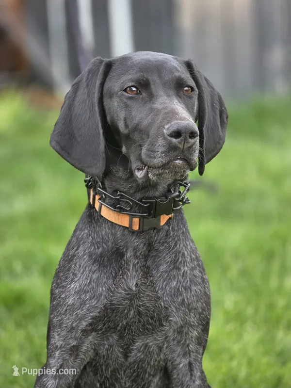 Shelby – German Shorthaired Pointer puppy for sale in Spokane Valley, WA