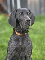 Shelby, a female German Shorthaired Pointer for sale in Spokane Valley, WA – 1 of 7