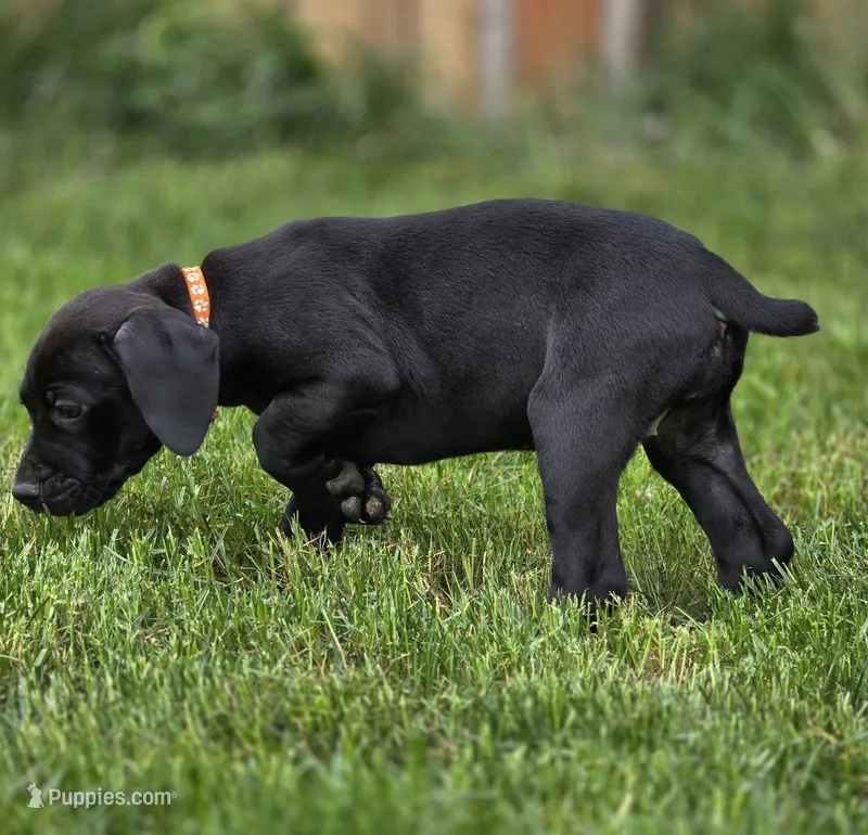 Brianna – Black Mouth Cur, German Shorthaired Pointer puppy for sale in Spokane Valley, WA
