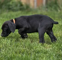 Brianna, a female Black Mouth Cur and German Shorthaired Pointer for sale in Spokane Valley, WA – 1 of 8