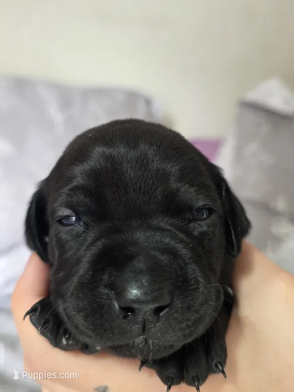 Geillis – Black Mouth Cur, German Shorthaired Pointer puppy for sale in Spokane Valley, WA