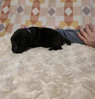 Geillis, a female Black Mouth Cur and German Shorthaired Pointer for sale in Spokane Valley, WA – Photo 3 of 3