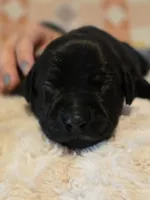 Geillis, a female Black Mouth Cur and German Shorthaired Pointer for sale in Spokane Valley, WA – Photo 1 of 3