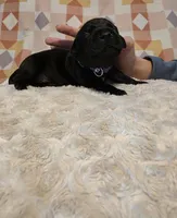 Geillis, a female Black Mouth Cur and German Shorthaired Pointer for sale in Spokane Valley, WA – Photo 2 of 3