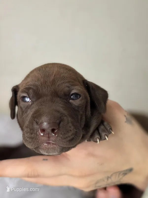 Jenny – Black Mouth Cur, German Shorthaired Pointer puppy for sale in Spokane Valley, WA
