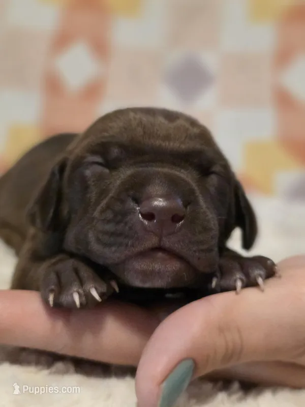 Jenny – Black Mouth Cur, German Shorthaired Pointer puppy for sale in Spokane Valley, WA