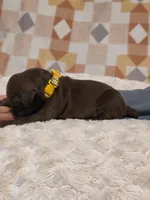 Jenny, a female Black Mouth Cur and German Shorthaired Pointer for sale in Spokane Valley, WA – Photo 2 of 3
