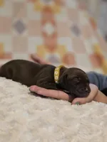 Jenny, a female Black Mouth Cur and German Shorthaired Pointer for sale in Spokane Valley, WA – Photo 3 of 3