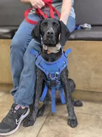 Shelby, a female German Shorthaired Pointer for sale in Spokane Valley, WA – 3 of 7