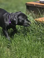 Geillis, a female German Shorthaired Pointer for sale in Spokane Valley, WA – 6 of 7