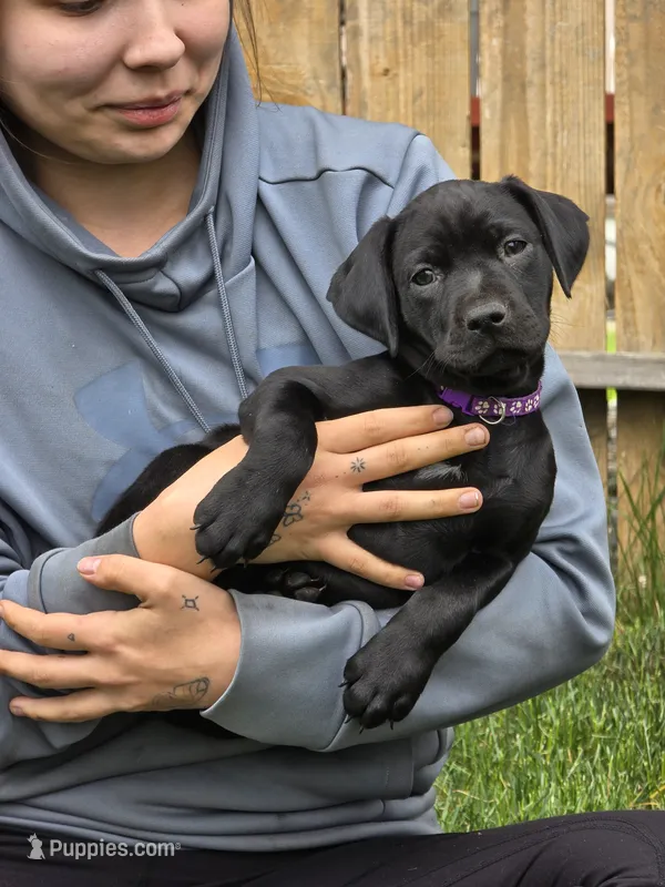 Geillis – Black Mouth Cur, German Shorthaired Pointer puppy for sale in Spokane Valley, WA