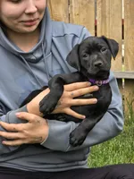 Geillis, a female Black Mouth Cur and German Shorthaired Pointer for sale in Spokane Valley, WA – 1 of 7