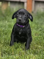 Geillis, a female Black Mouth Cur and German Shorthaired Pointer for sale in Spokane Valley, WA – 5 of 7