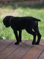 Geillis, a female German Shorthaired Pointer for sale in Spokane Valley, WA – 3 of 7