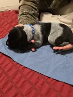 Clark, a male German Shorthaired Pointer for sale in Spokane Valley, WA – Photo 3 of 3