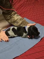 Clark, a male German Shorthaired Pointer for sale in Spokane Valley, WA – Photo 2 of 3