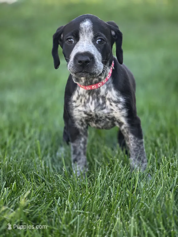 Claire, a female Black Mouth Cur and German Shorthaired Pointer for sale in Spokane Valley, WA – 1 of 4
