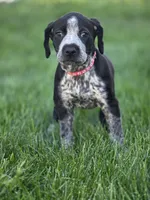 Claire, a female Black Mouth Cur and German Shorthaired Pointer for sale in Spokane Valley, WA – 1 of 4