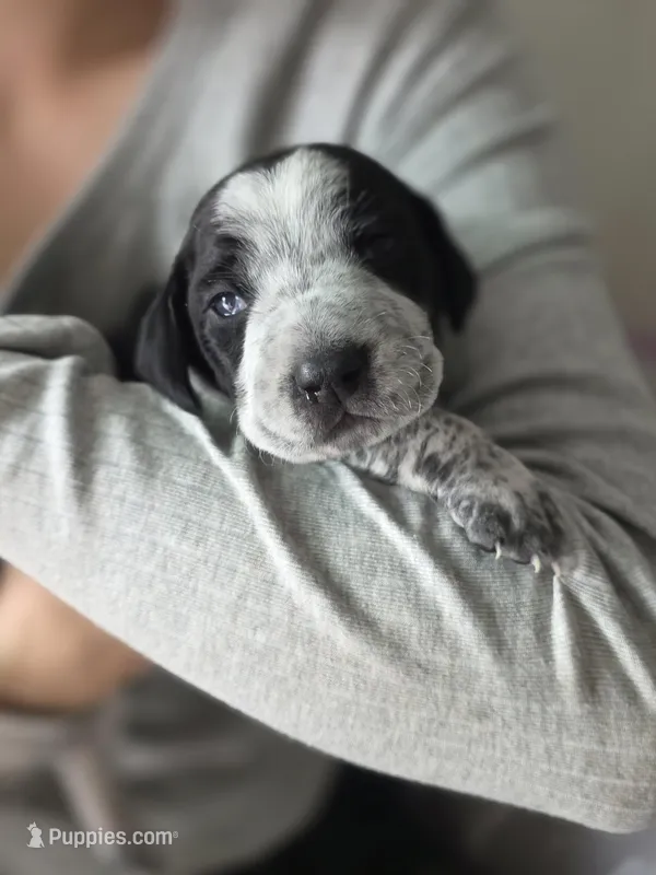 Jamie – Black Mouth Cur, German Shorthaired Pointer puppy for sale in Spokane Valley, WA