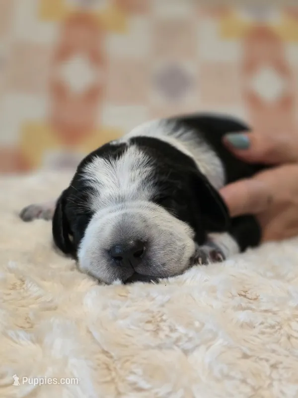 Jamie – Black Mouth Cur, German Shorthaired Pointer puppy for sale in Spokane Valley, WA