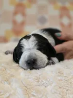 Jamie, a male Black Mouth Cur and German Shorthaired Pointer for sale in Spokane Valley, WA – Photo 1 of 3