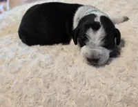 Jamie, a male Black Mouth Cur and German Shorthaired Pointer for sale in Spokane Valley, WA – Photo 3 of 3