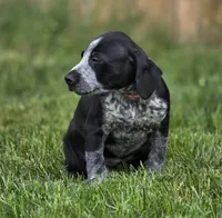Claire, a female German Shorthaired Pointer for sale in Spokane Valley, WA – 6 of 8