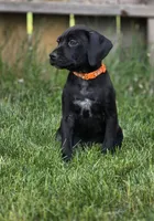 Brianna, a female Black Mouth Cur and German Shorthaired Pointer for sale in Spokane Valley, WA – 2 of 8