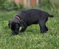 Brianna, a female Black Mouth Cur and German Shorthaired Pointer for sale in Spokane Valley, WA – 6 of 8