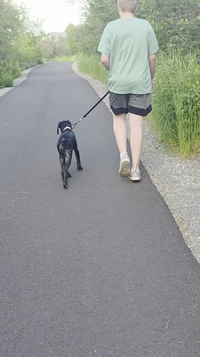 Shelby, a female German Shorthaired Pointer for sale in Spokane Valley, WA – 6 of 7